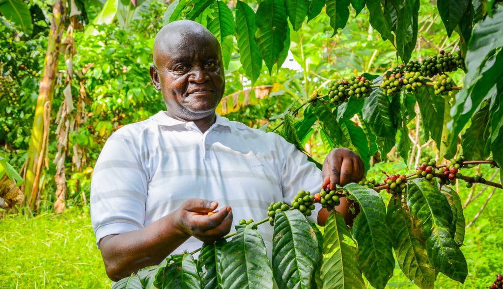 A Latte becomes a LaTREE