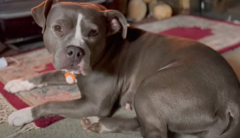 We've Bean Filming: Vlog 9 - Day in the Life of a Manager